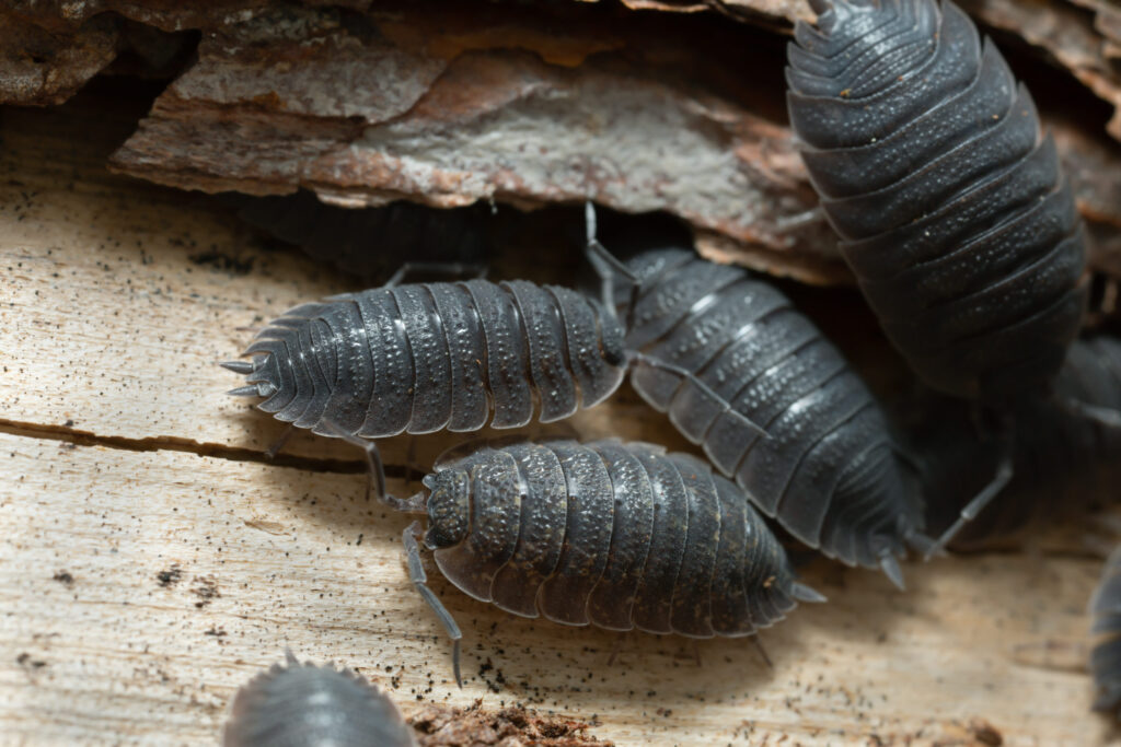 Common, rough woodlouse on wood