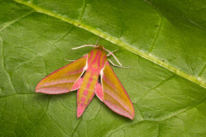 An adult Elephant Hawk moth (Deilephila elpenor) settled ona a leaf, East Yorkshire, UK