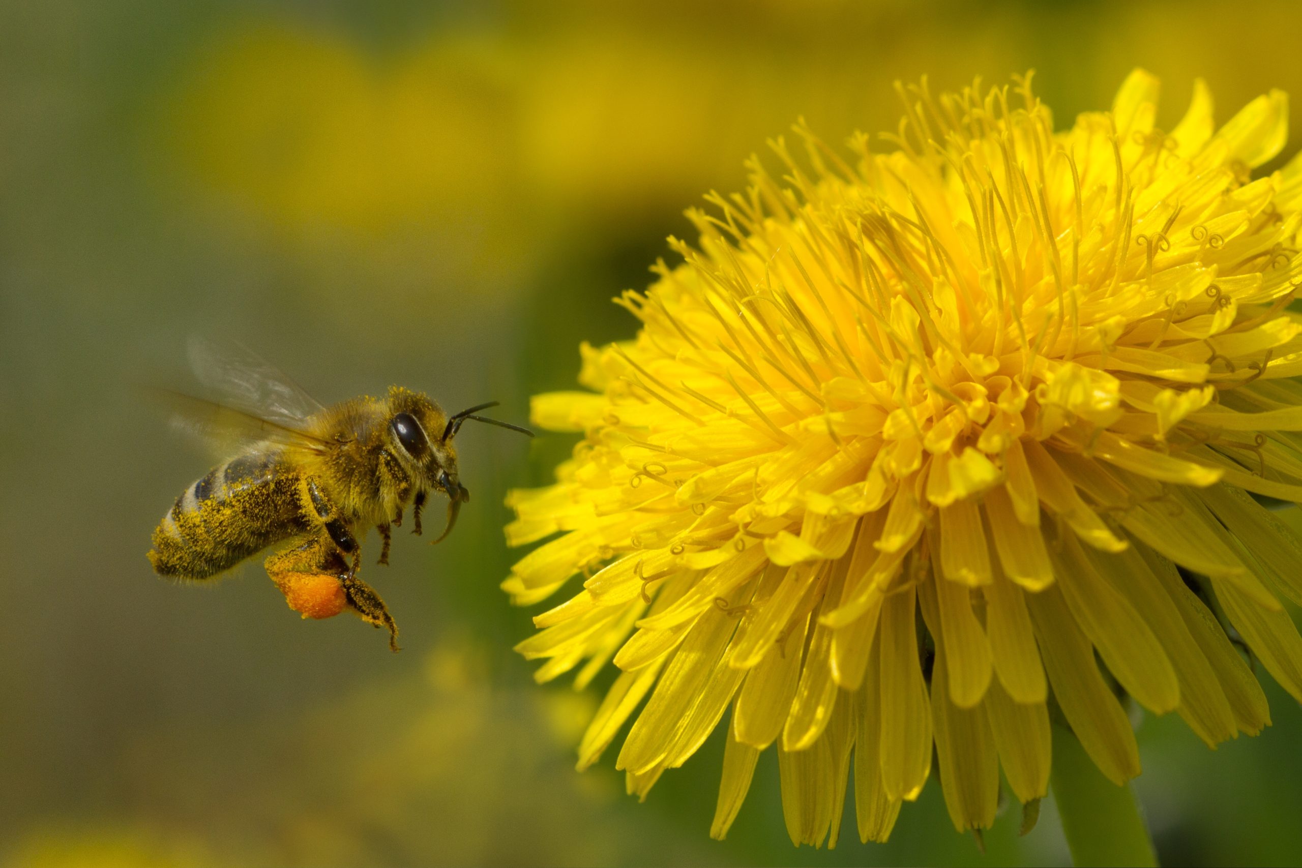 Bee on yellow dandelion