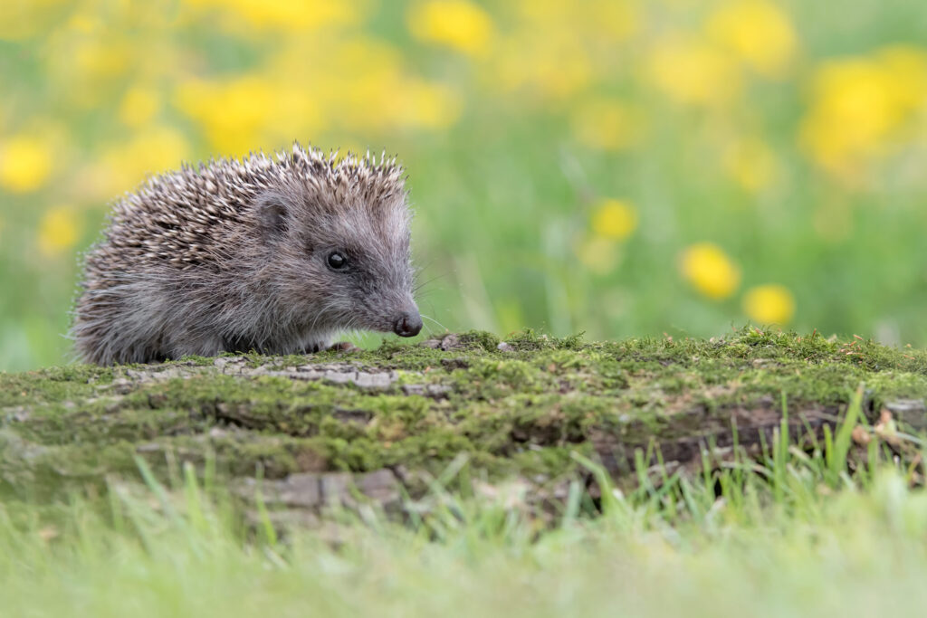 Baby Hedgehog