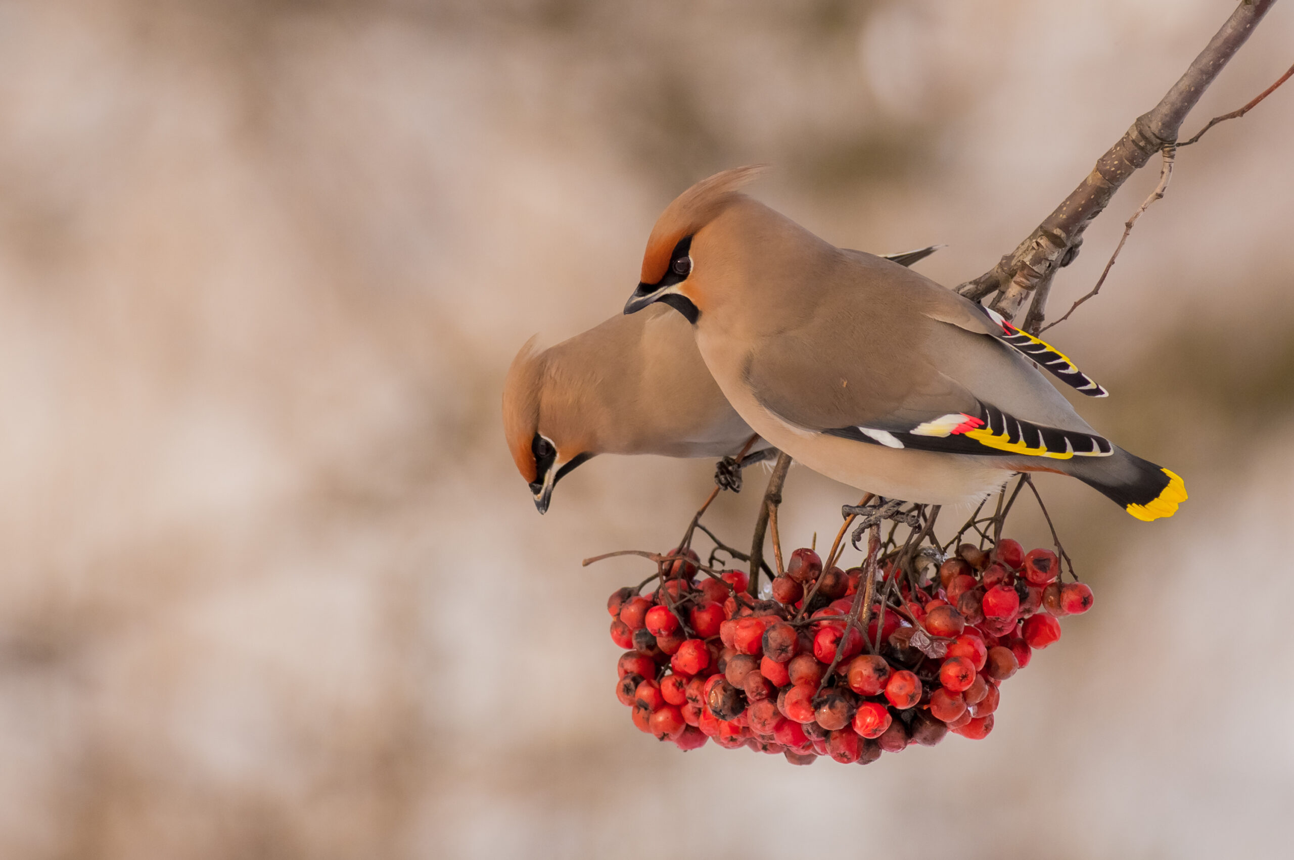 Waxwing eating berries