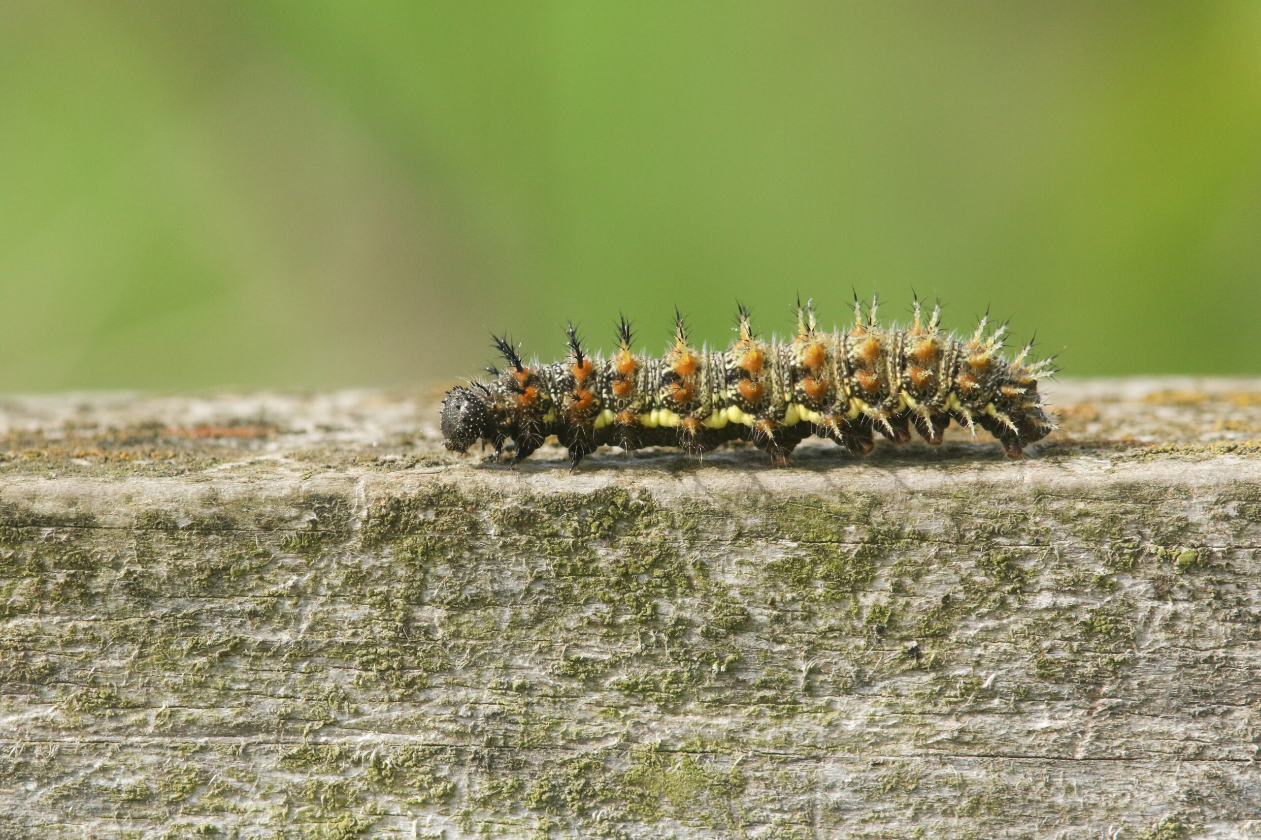 Red Admiral caterpillar