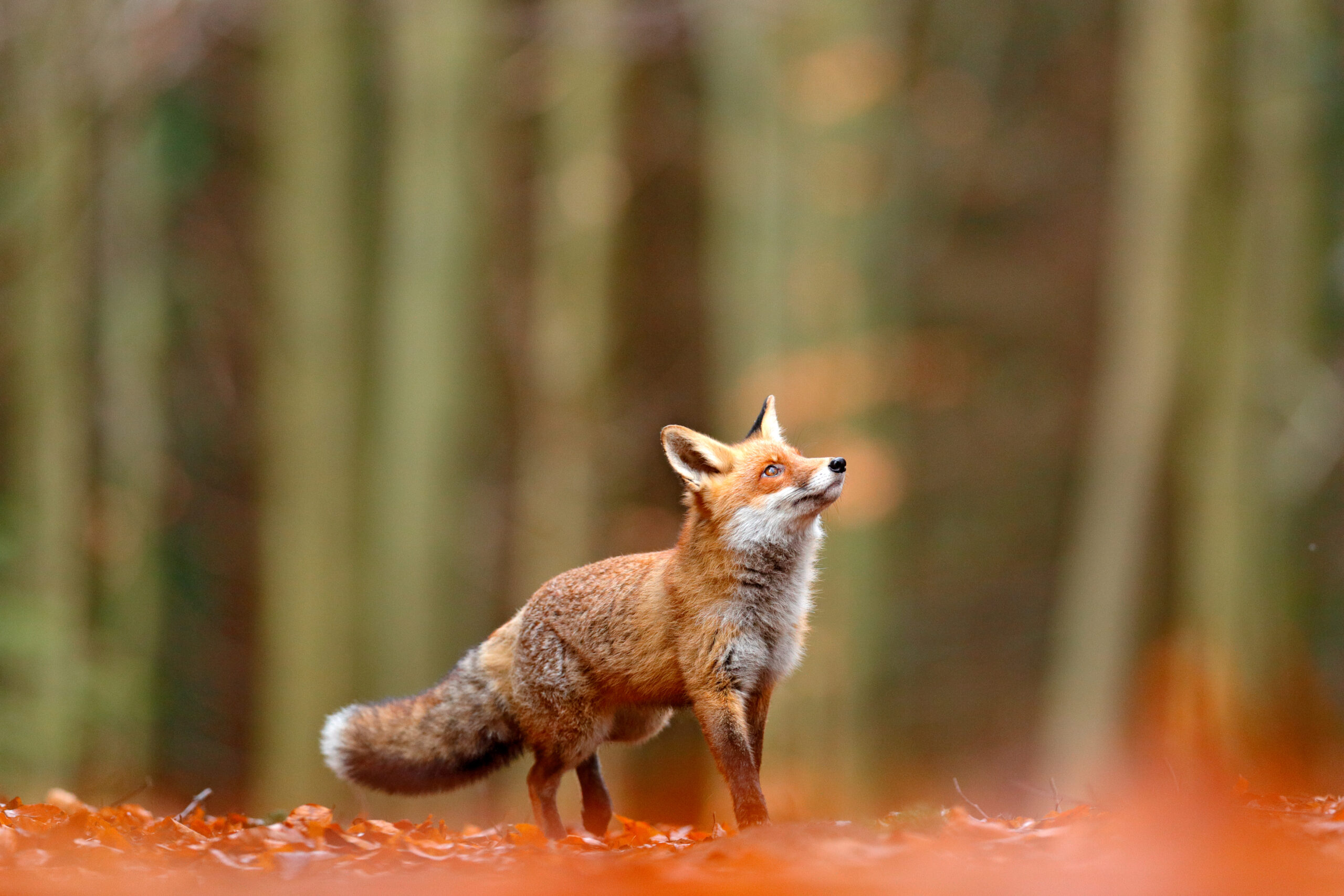 blog -fox
