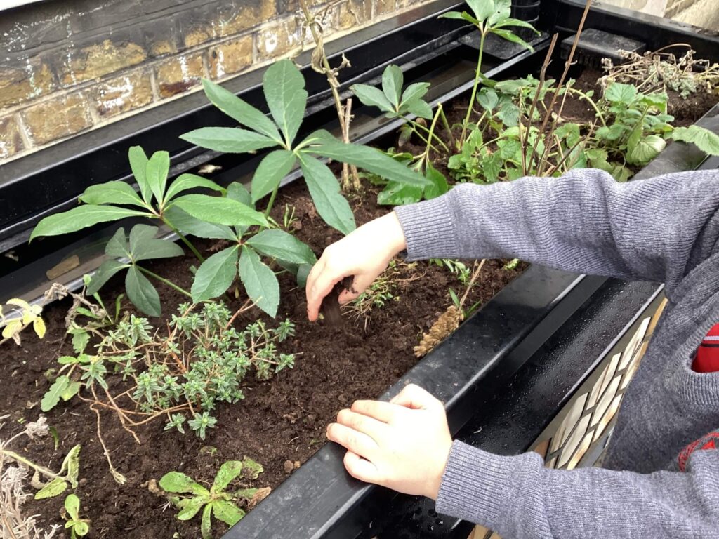 Image of a school pupil planting up a BioScapes SuDS & BNG planter at Holy Cross School, Fulham
