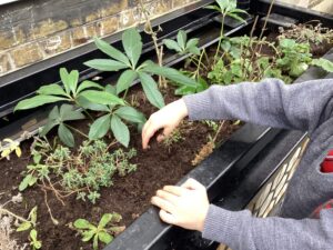 Image of a school pupil planting up a BioScapes SuDS & BNG planter at Holy Cross School, Fulham