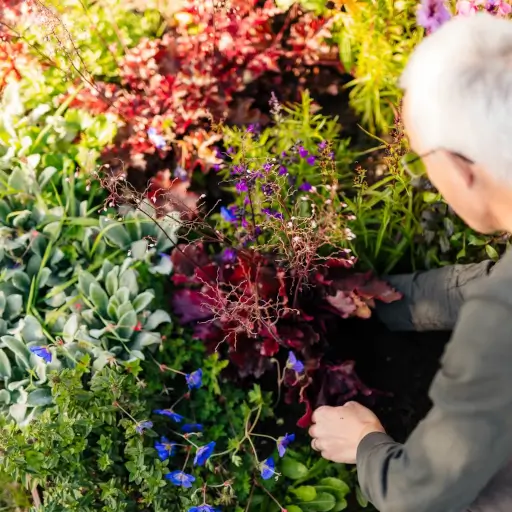 Planting pollinators and UK Native Plants in a Rain Garden
