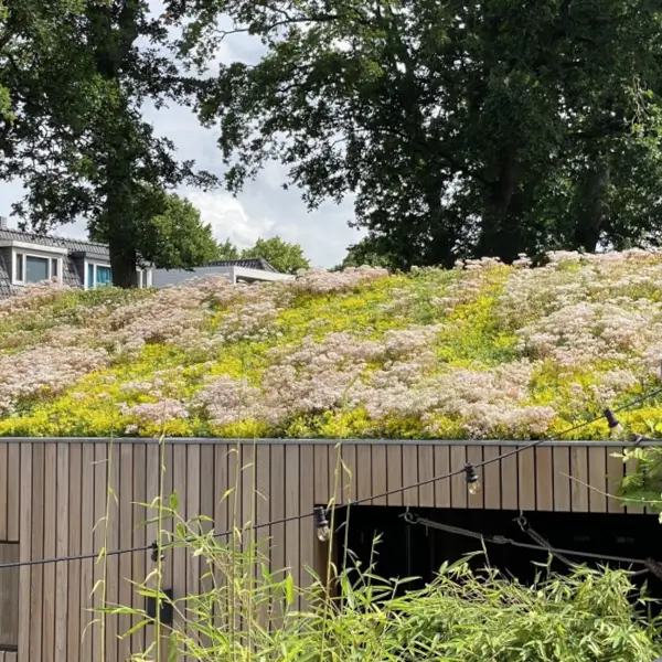 Green Roof - urban landscaping