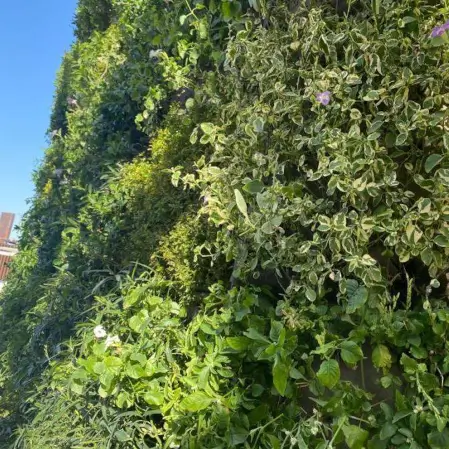 Luscious green planted 'Green Wall' close up - Knauff partners with BluWater Solutions