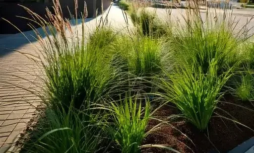 Urban rain garden in a Business Improvement District