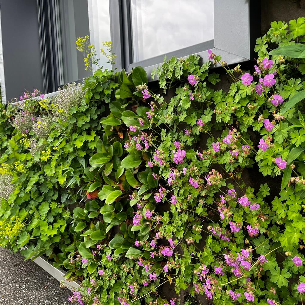 Living Wall Urbanscape